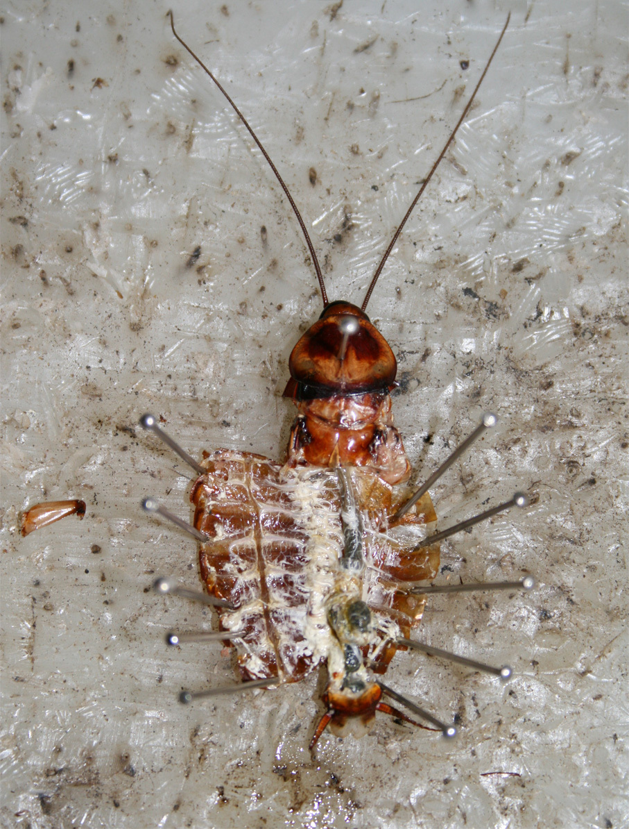 Morphology And Anatomy Of Cockroach Biology4isc