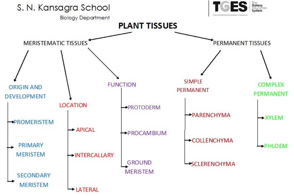 Plant tissues BIOLOGY4ISC