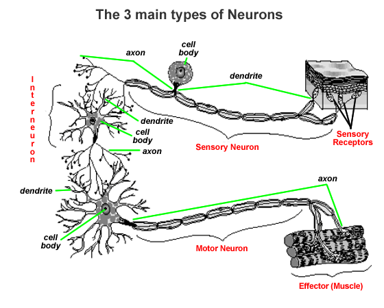 Nervous system - BIOLOGY4ISC