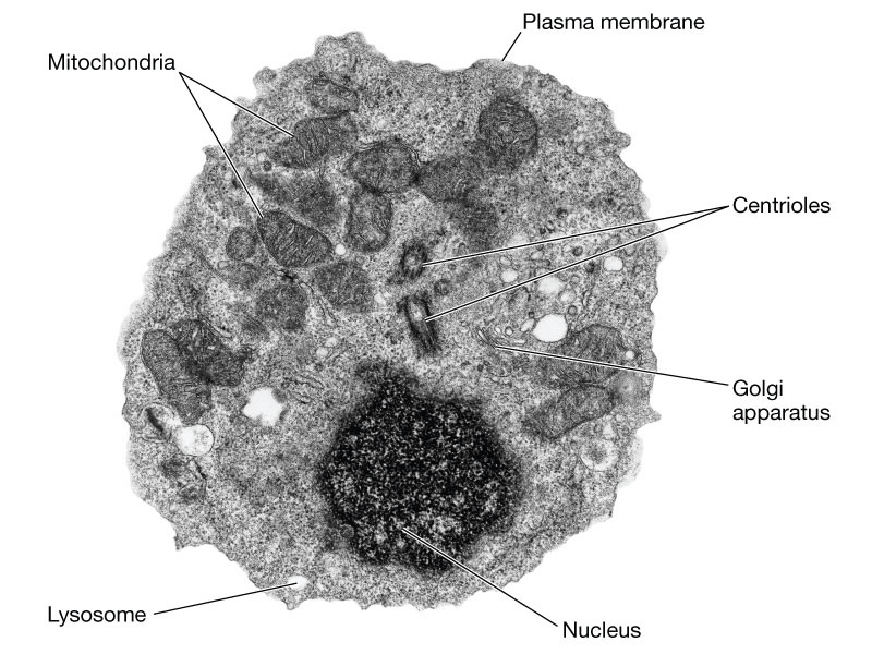 eukaryotic cell electron microscope