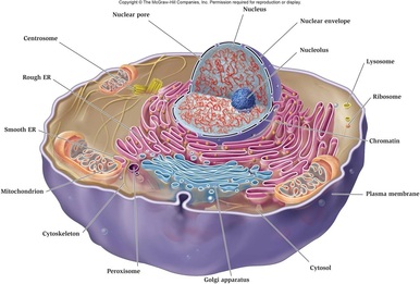 Cell membranes - BIOLOGY4ISC