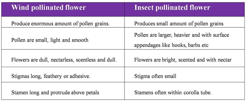 What is the difference between insect and wind pollination?