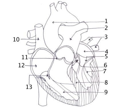Heart dissection - BIOLOGY4ISC