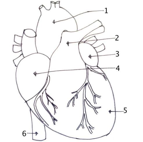 Heart dissection - BIOLOGY4ISC