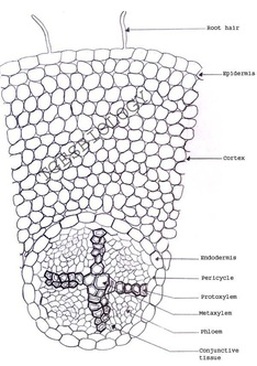 b. Anatomy of flowering plants - BIOLOGY4ISC