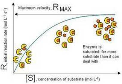 Enzymes - BIOLOGY4ISC