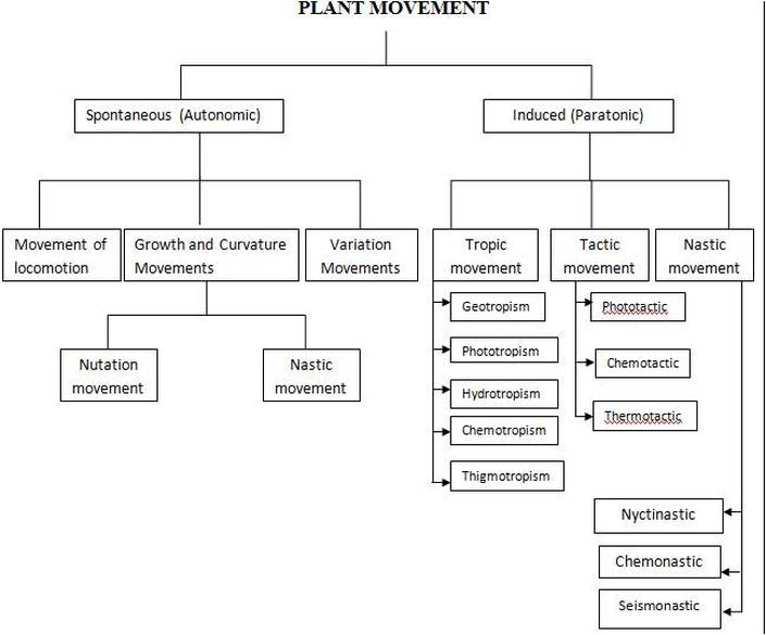 PLANT MOVEMENT - BIOLOGY4ISC