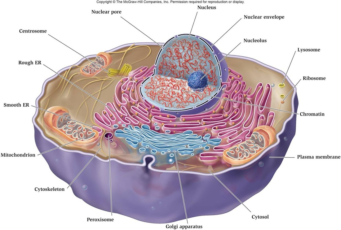 Cell Membranes Biology4isc