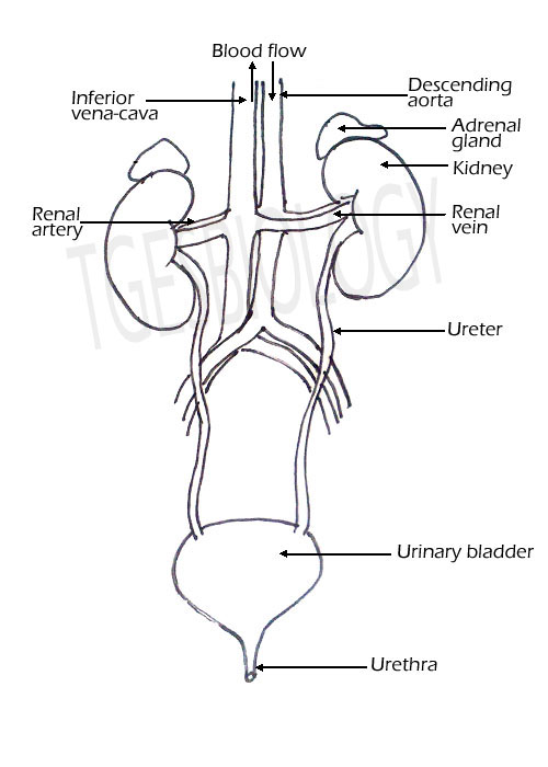 Aggregate more than 177 urinary system diagram sketch super hot
