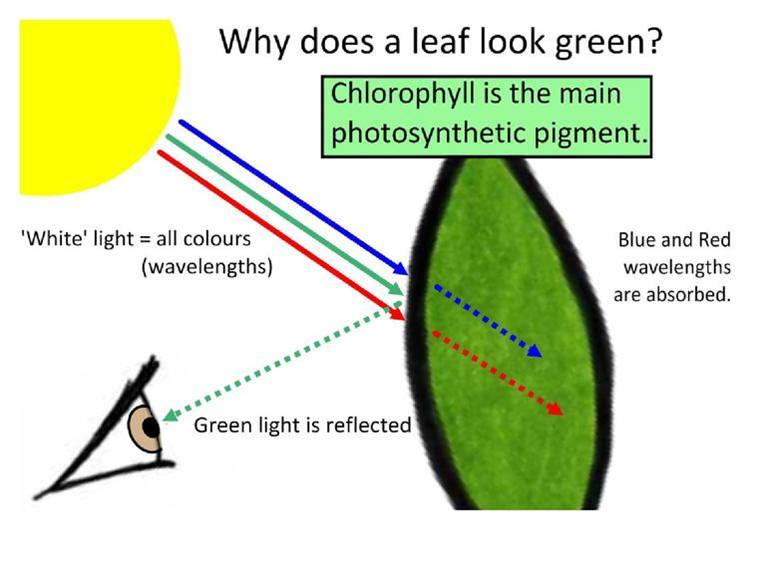 Image result for Photosynthetic pigments diagram