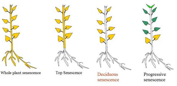 Image result for plant senescence