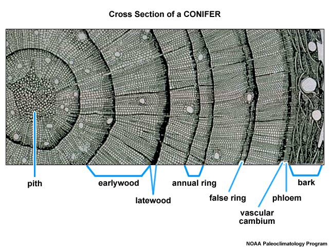 The Basic Anatomy of a Tree: Exploring Tree Structure and Function -  Arborist Now