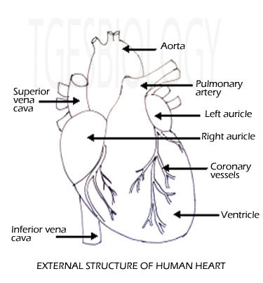 c. Circulatory System - BIOLOGY4ISC