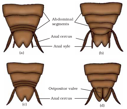 Morphology and anatomy of cockroach - BIOLOGY4ISC