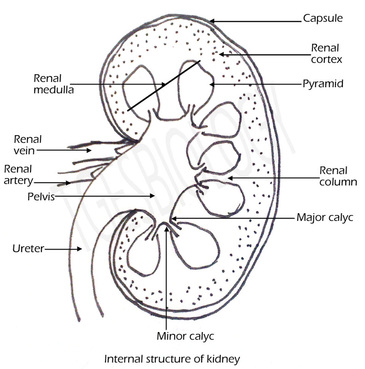 Human Organs Kidney Anatomy Medical Icon Vector Illustration Drawing Design  Royalty Free SVG Cliparts Vectors And Stock Illustration Image 95163406