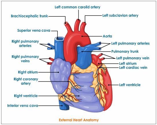 c. Circulatory System - BIOLOGY4ISC