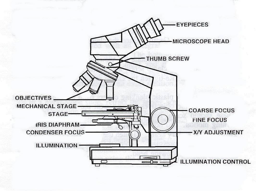 Drawing Pencil Diagram Compound Microscope Micropedia